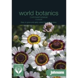 crisantemo escarapela