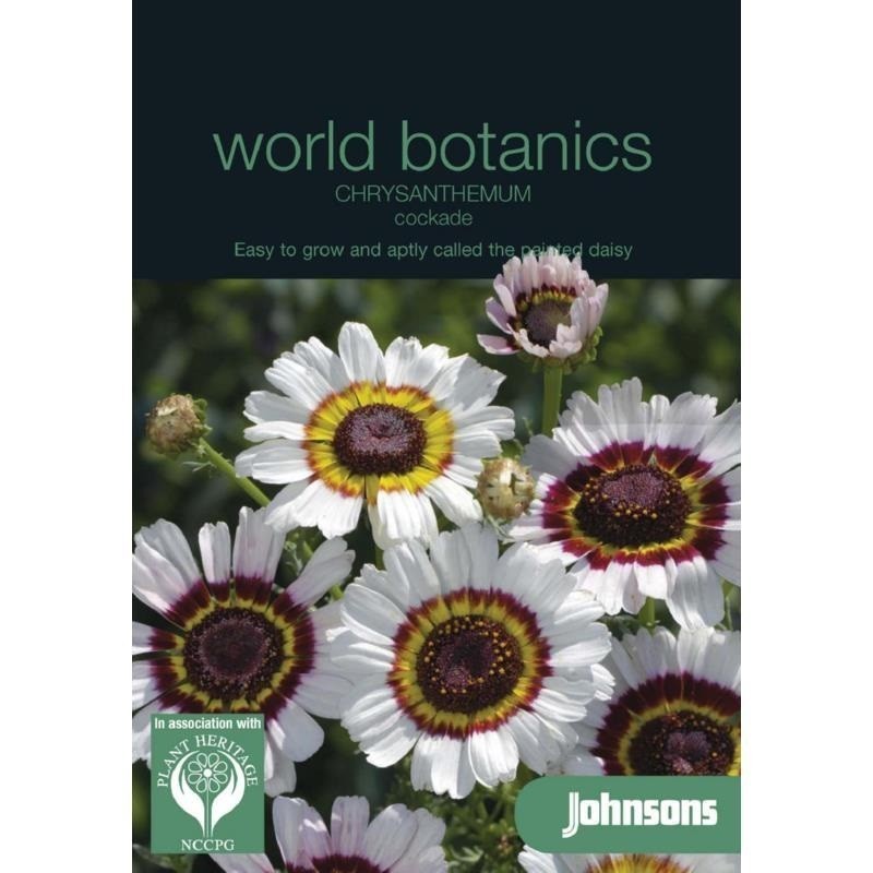 crisantemo escarapela