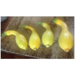 calabacin patos (semillas ecolÃ³gicas)