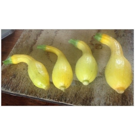 calabacin patos (semillas ecolÃ³gicas)