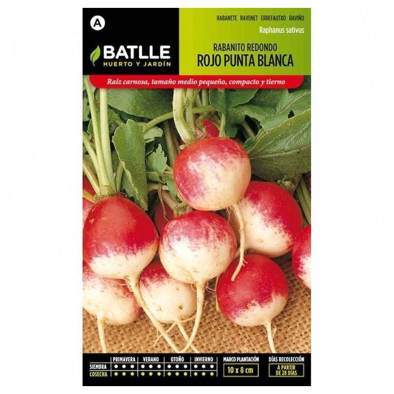 rabanito redondo rojo de punta blanca