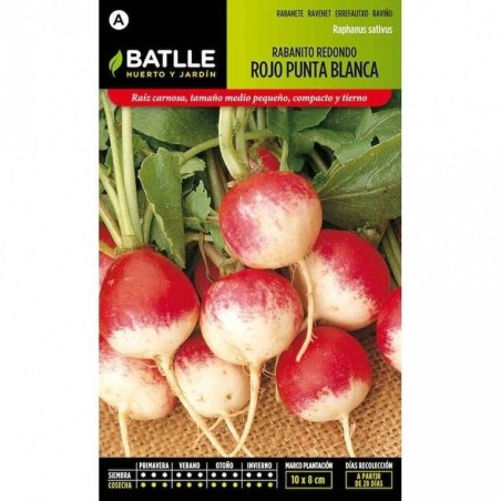 rabanito redondo rojo de punta blanca