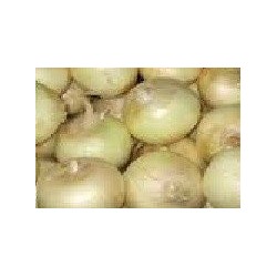 cebolla blanca de Fuentes - semillas ecolÃ³gicas