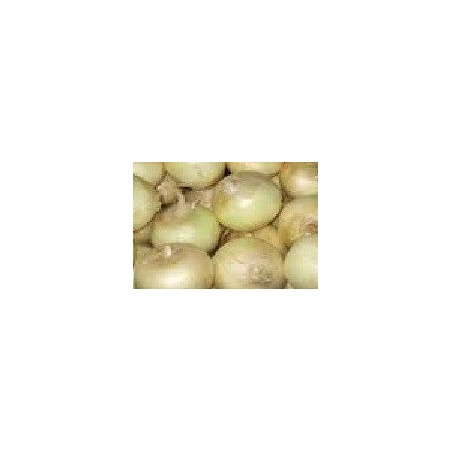 cebolla blanca de Fuentes - semillas ecolÃ³gicas