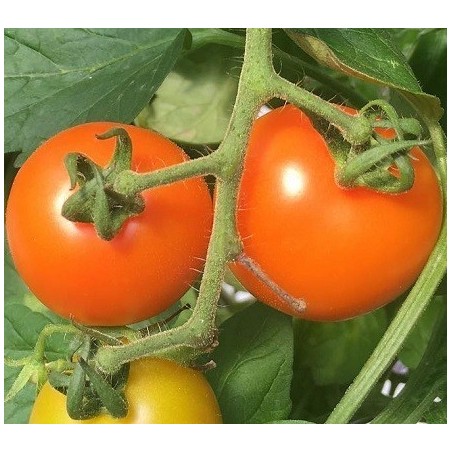 Tomate clementine semillas no tratadas