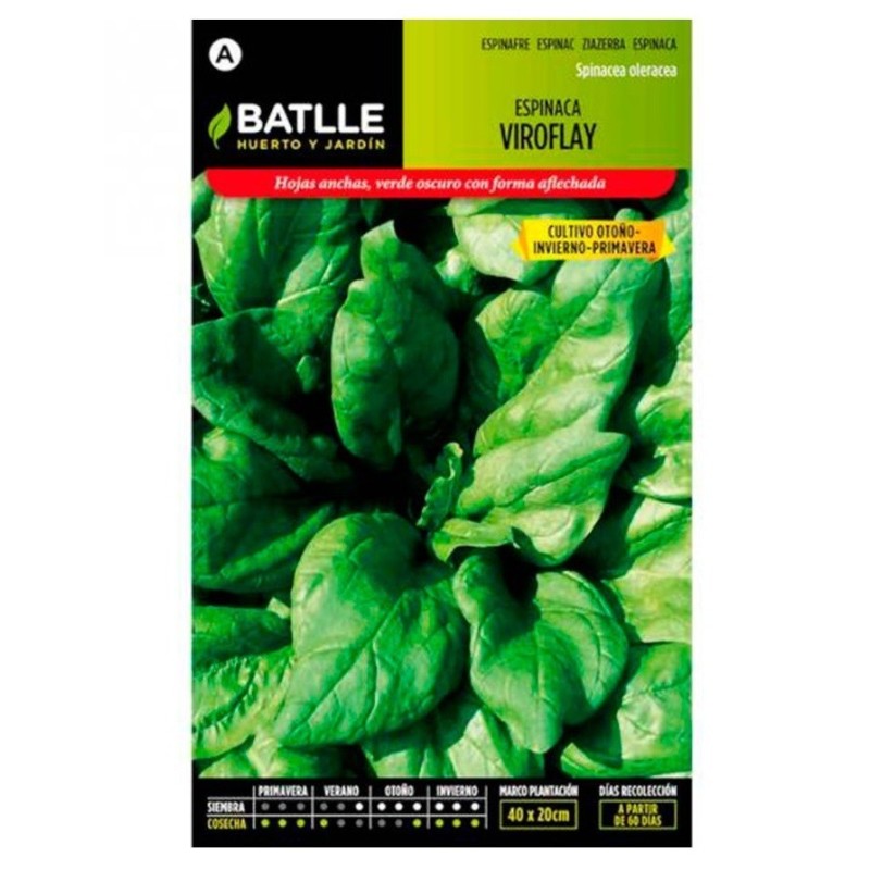 espinaca viroflay