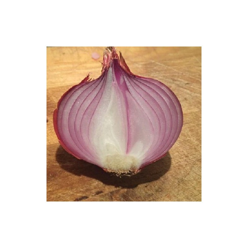 Cebolla de Figueras - semillas no tratadas