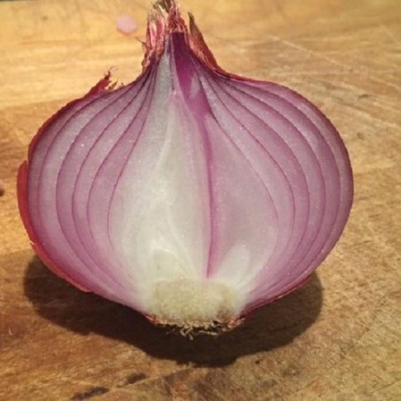 Cebolla de Figueras - semillas no tratadas