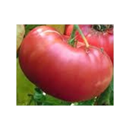 tomate mortgage lifter (semillas ecolÃ³gicas)