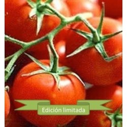 tomate Ailsa Craig - semilla no tratada