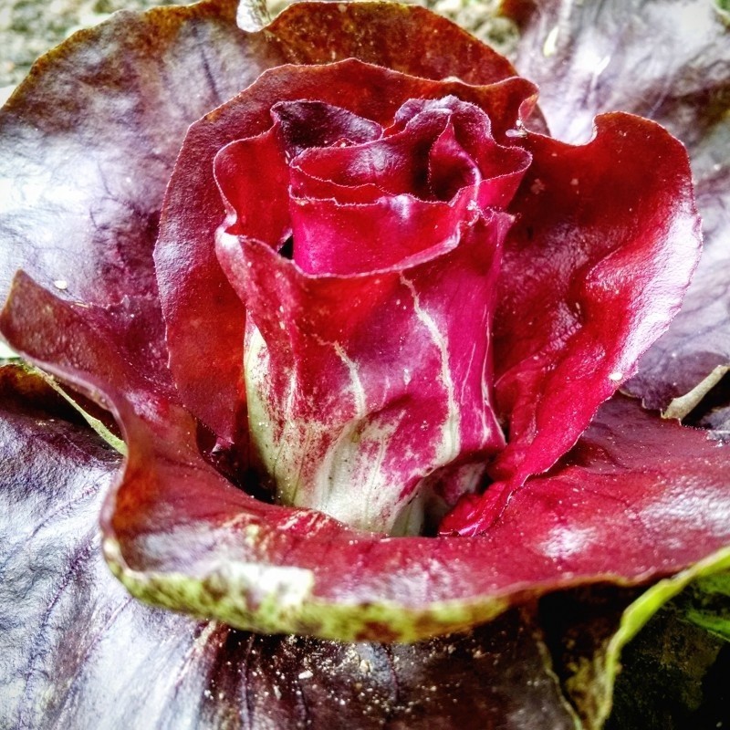 achicoria  palla rossa 3 semillas no tratadas