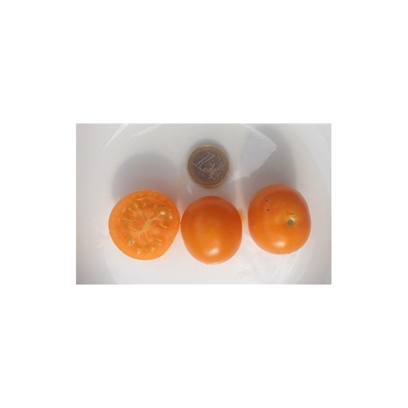 tomate sungold select (semillas ecolÃ³gicas)