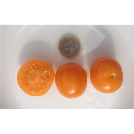 tomate sungold select (semillas ecolÃ³gicas)