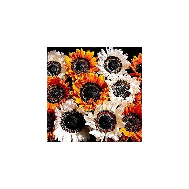 Venidium Zulu Warrior - semillas no tratadas