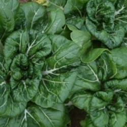 pak choi Bonsai F1 (semillas sin tratamiento)