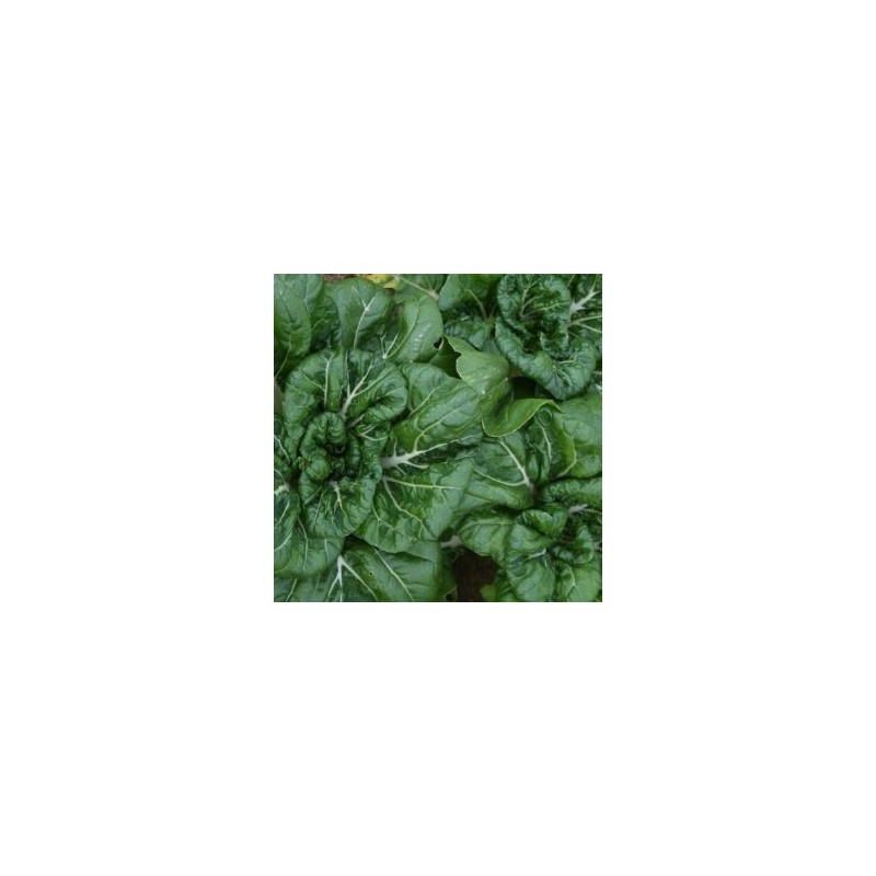 pak choi Bonsai F1 (semillas sin tratamiento)