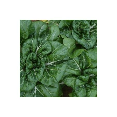 pak choi Bonsai F1 (semillas sin tratamiento)