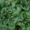 pak choi Bonsai F1 (semillas sin tratamiento)