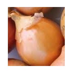 cebolla babosa (temprana) semillas FitÃ³