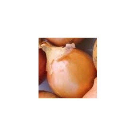 cebolla babosa (temprana) semillas FitÃ³