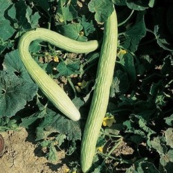 pepino tortarello de abruzzese - semillas no tratadas