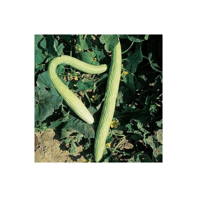pepino tortarello de abruzzese - semillas no tratadas