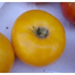 Tomate amarillo de Thun - semillas no tratadas