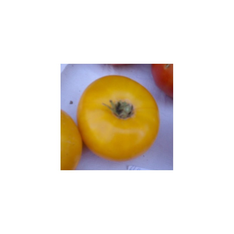 Tomate amarillo de Thun - semillas no tratadas