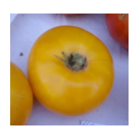 Tomate amarillo de Thun - semillas no tratadas