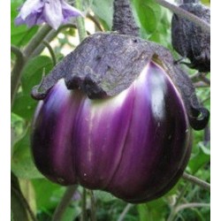 berenjena morada de Florencia - semillas no tratadas