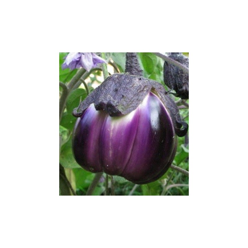 berenjena morada de Florencia - semillas no tratadas