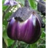 berenjena morada de Florencia - semillas no tratadas