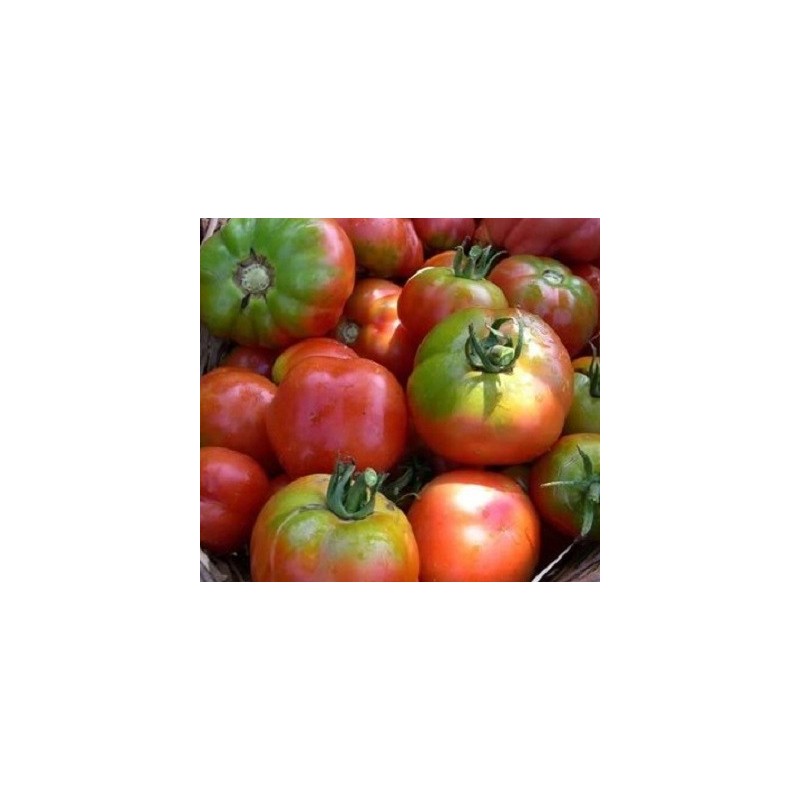 semillas ecolÃ³gicas de tomate esquena verd