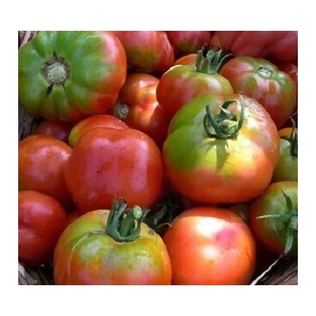 semillas ecolÃ³gicas de tomate esquena verd