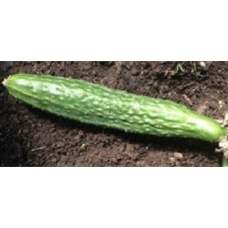 pepino suyo long (semillas ecolÃ³gicas)