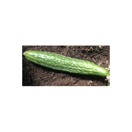 pepino suyo long (semillas ecolÃ³gicas)