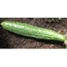 pepino suyo long (semillas ecolÃ³gicas)