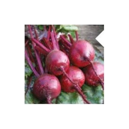 remolacha detroit 2 Supreme