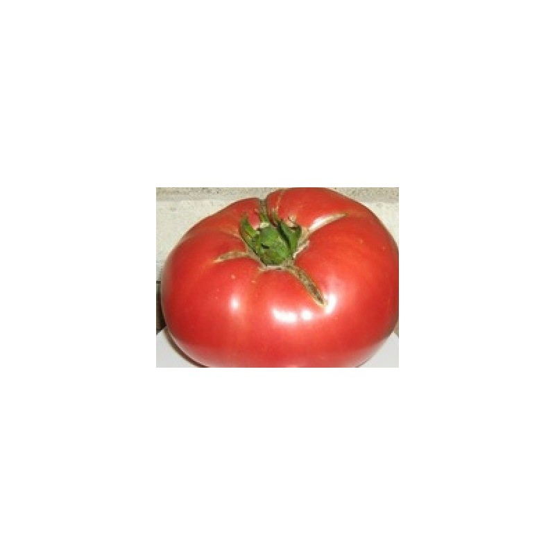 tomate gigante de Siria