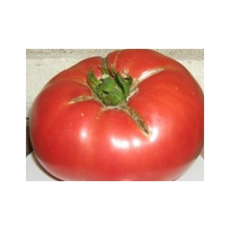 tomate gigante de Siria