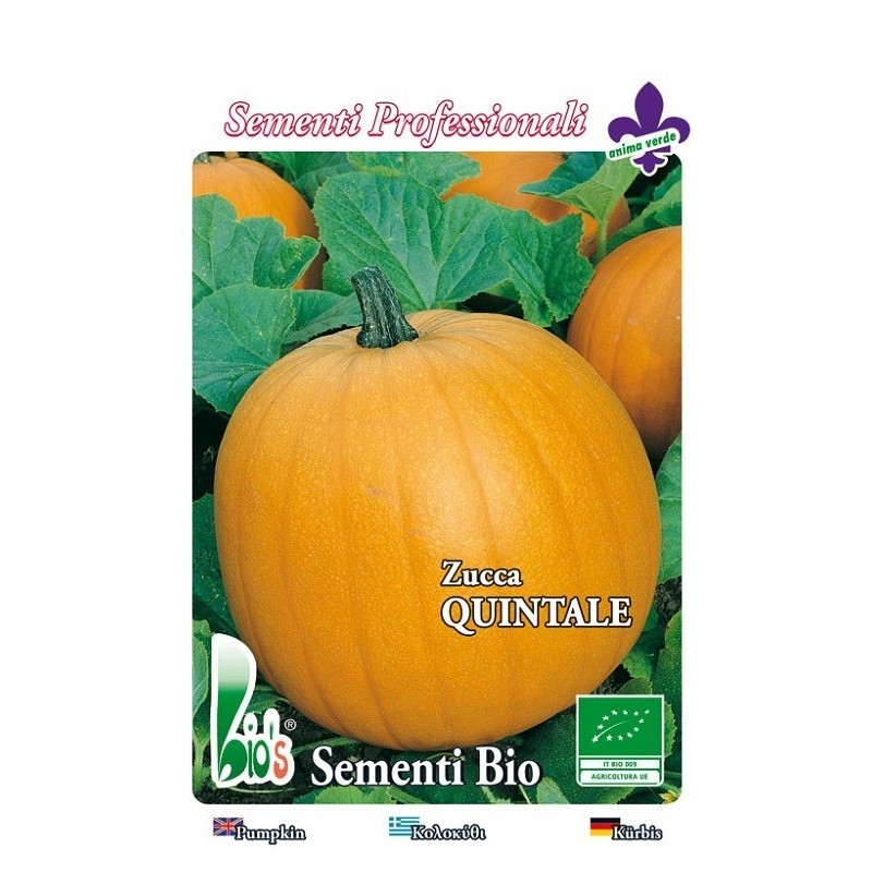 calabaza quintale - atlantic giant- semillas ecolÃ³gicas