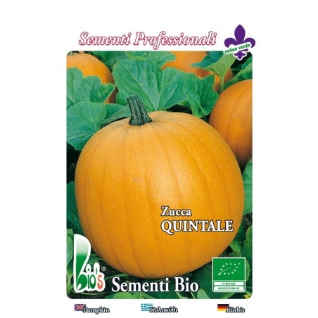 calabaza quintale - atlantic giant- semillas ecolÃ³gicas