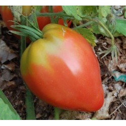 semillas de tomate Anna Russian