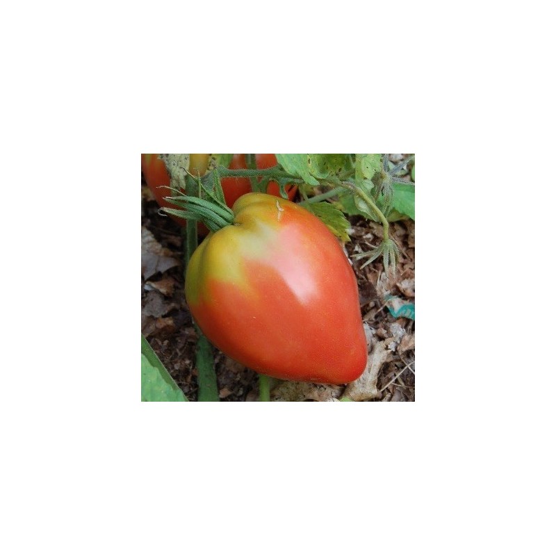 semillas de tomate Anna Russian