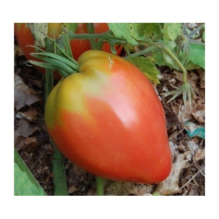 semillas de tomate Anna Russian