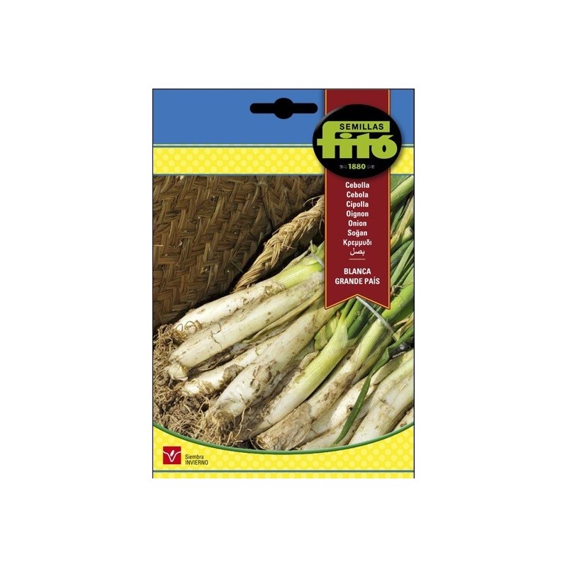 calÃots - cebolla blanca grande de Paris