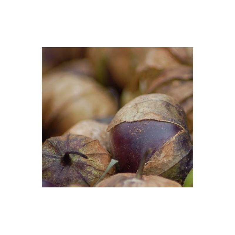 physalis ixocarpa purpura - semillas sin tratamiento