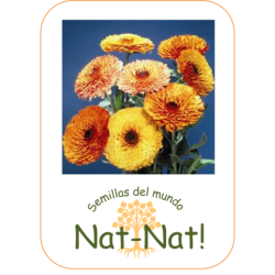 calendula touch of red