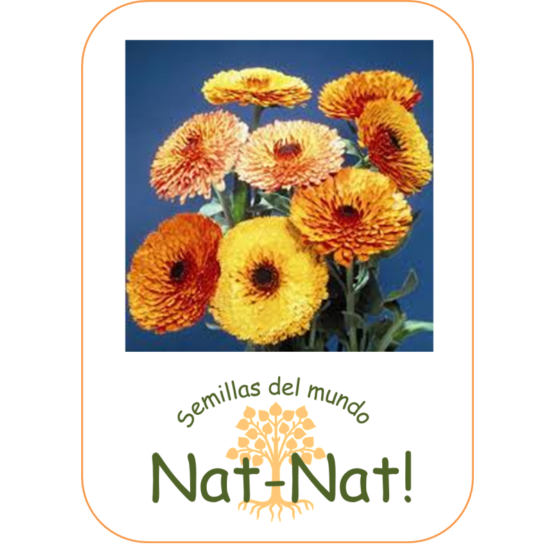 calendula touch of red