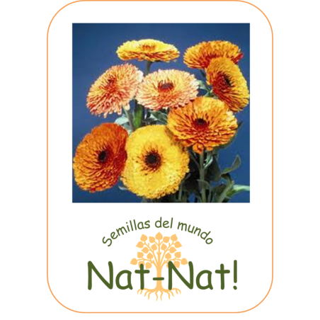 calendula touch of red